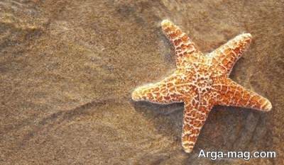 تغذیه ستاره زیبای دریایی