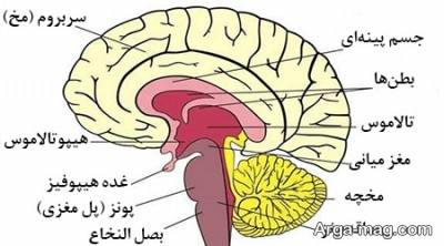 محل قرار گرفتن هیپوتالاموس در مغز انسان