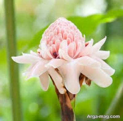 گونه های مختلف گل زنجبیلی و نگه داری از ان