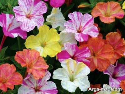 گل لاله عباسی در رنگ های مختلف 