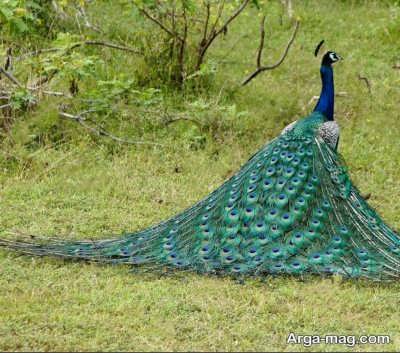  پرنده طاووس