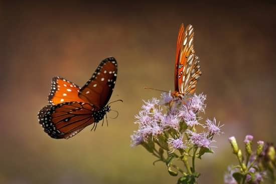 تصاویر فوق العاده زیبای پروانه