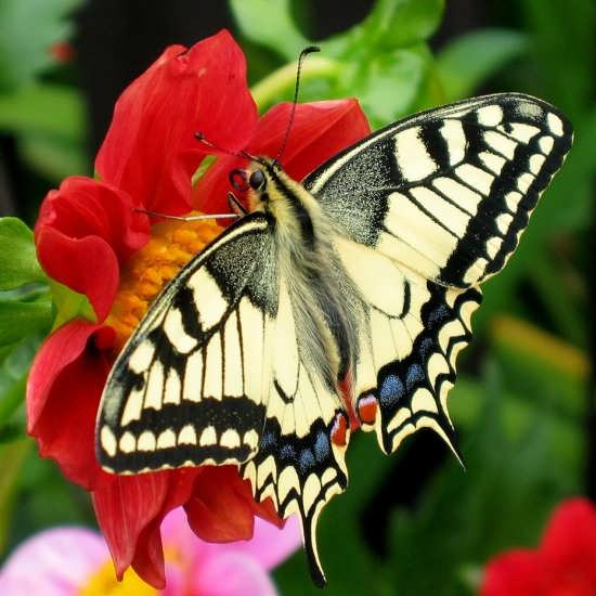 تصاویر پروانه های زیبا