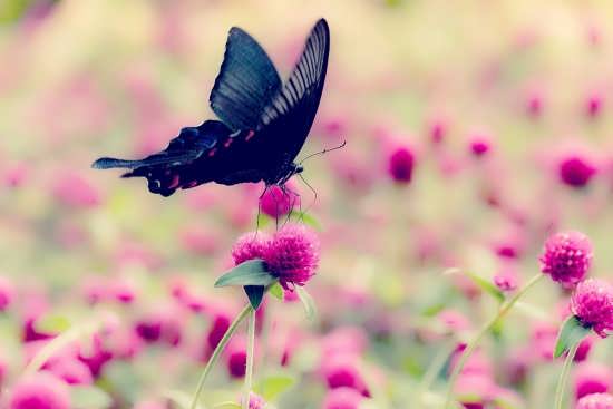 تصاویر پروانه های زیبا و شگفت انگیز