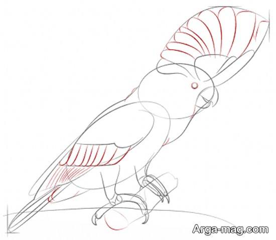 نقاشی طوطی به روش ساده