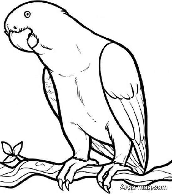 نقاشی قشنگ طوطی