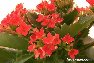 رنگ های زیبای گل کالانکوآ