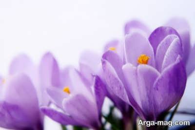 آنتی اکسیدان موجود در گلبرگ زعفران