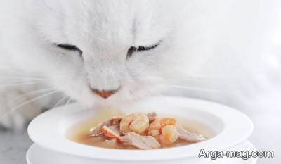 طرز تهیه سوپ گربه