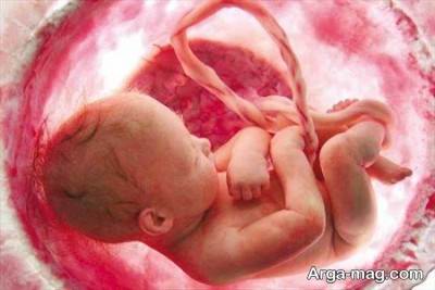 رشد جنین در دوران بارداری با مصرف زیتون