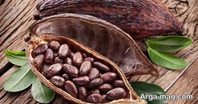 اطلاعات مهم درباره کاشت درخت کاکائو