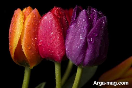 عکس هنری از گل لاله