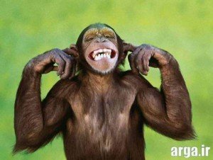 میمون خنده دار