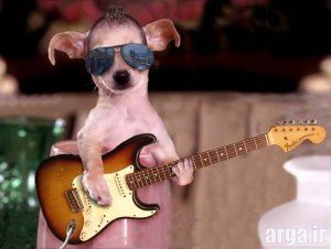 سگ موسیقیدان بامزه