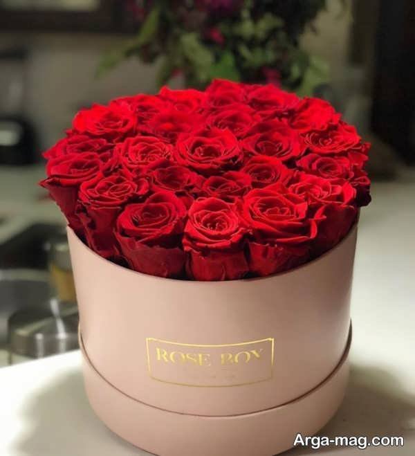 تصویر گلهای رز سرخ