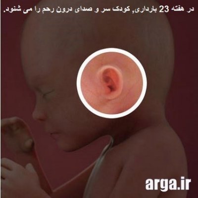 روند توسعه گوش های کودک در حاملگی 