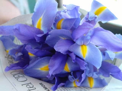 عکس گل زنبق