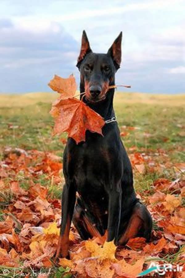 سگ دوبرمن و پاییز