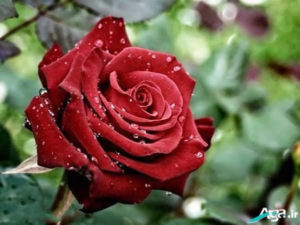 گل سرخ عاشقانه و زیبا
