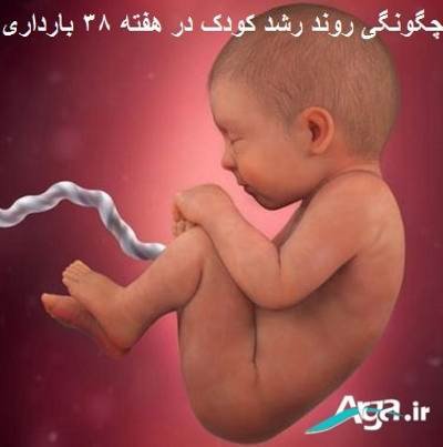رشد کودک در بارداری