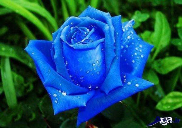 گل های رز آبی