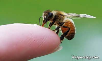 راهکارهای طبیعی جهت درمان زنبور گزیدگی
