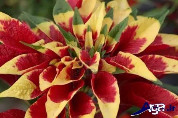 تصاویر گل های زیبا حسن یوسف