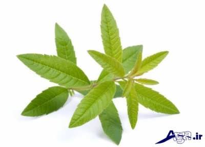 به لیمو با خواص شگفت انگیز برای بدن