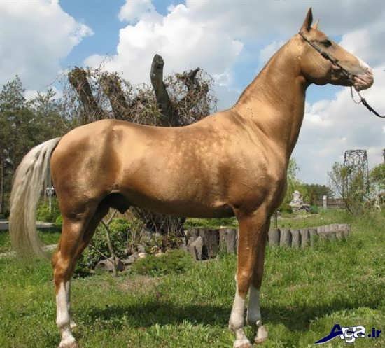 عکس های زیباترین اسب ترکمن