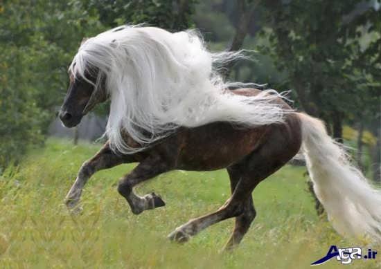 عکس اسب های زیبا