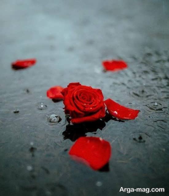 تصاویر فوق العاده زیبای گل رز برای پروفایل