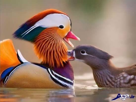 عکس پرندگان زیبا