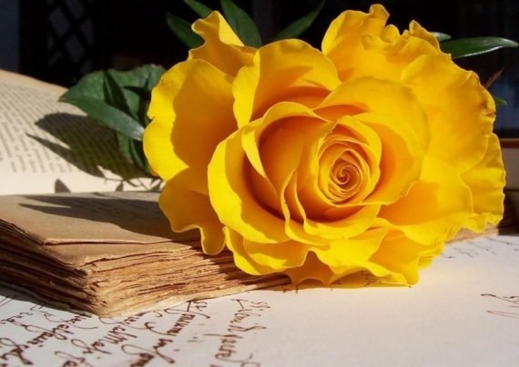 عکس گل رز زرد