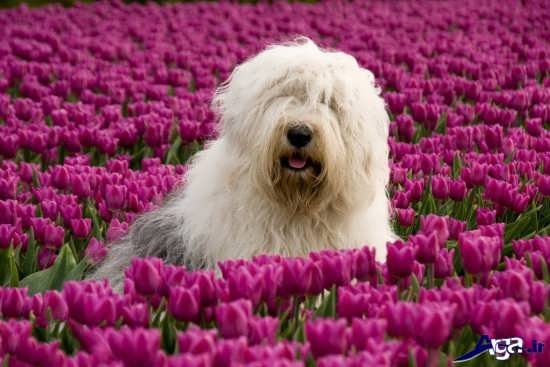 عکس سگ پشمالوی زیبا و بانمک 