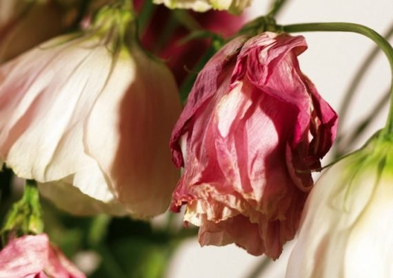 عکس گل پژمرده بسیار زیبا