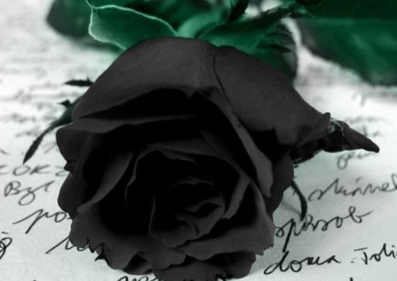 عکس گل رز سیاه بسیار زیبا