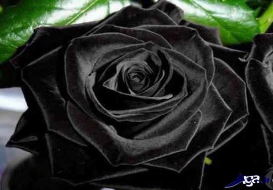 گل های زیبای رز سیاه 