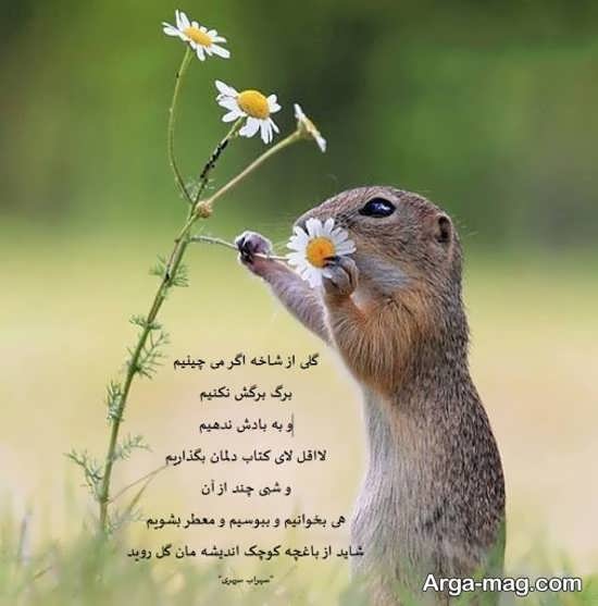 عکس نوشته با شعری دلنشین از سهراب سپهری