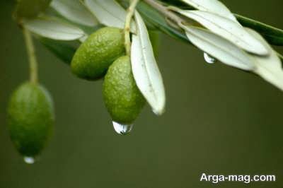 روش مفید و موثر در درمان خانگی زگیل تناسلی