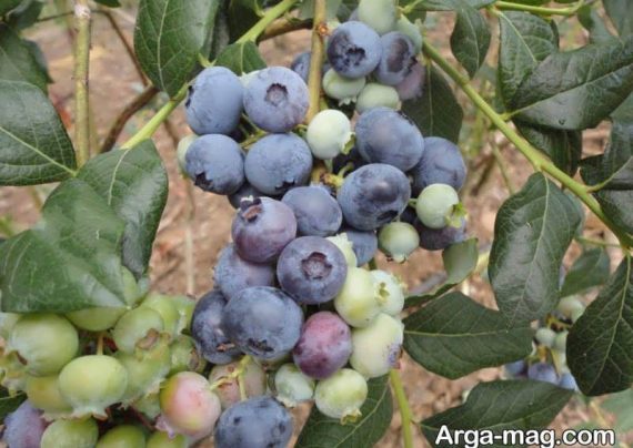 کاشت بلوبری