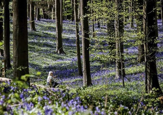 جنگلی زیبا در بلژیک با فرشی از گل های بلوبل