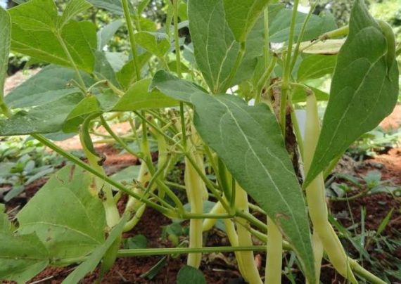 کاشت لوبیا سبز
