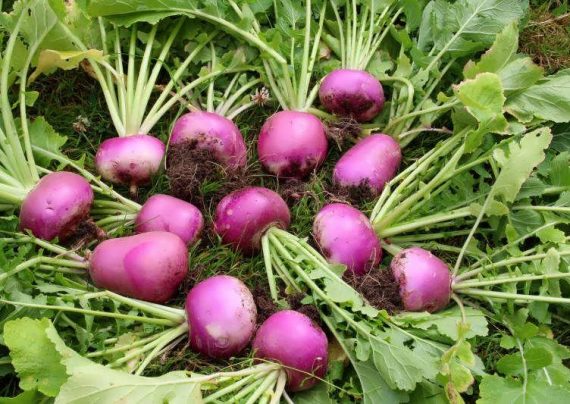 کاشت شلغم