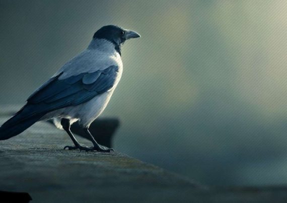 تعبیر خواب کلاغ
