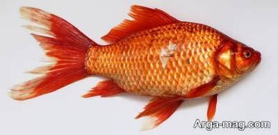 دیدن ماهی قرمز در خواب 