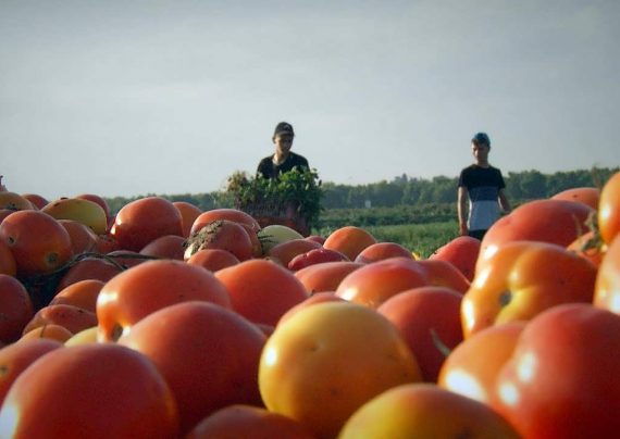 کاشت گوجه فرنگی با روش آسان