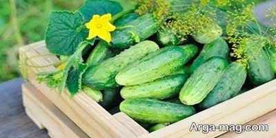 تفسیر خواب خیار