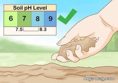 میزان اسیدیته خاک برای کشت دنبلان
