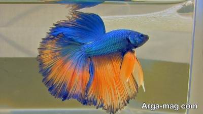 پرورش ماهی فایتر
