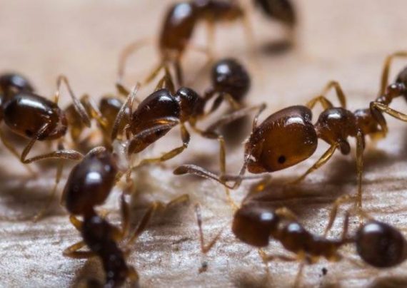 از بین بردن مورچه با روش های خانگی